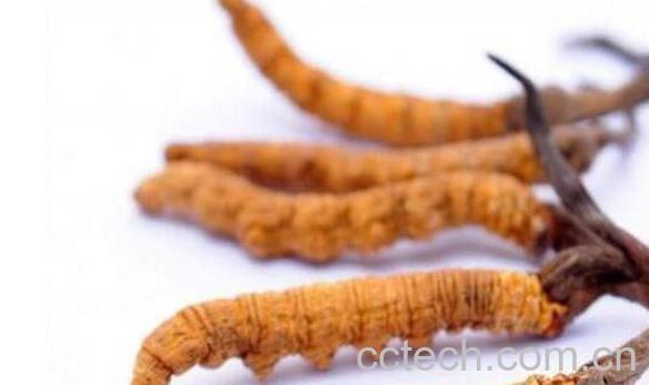 虫草女人吃有什么好处-0