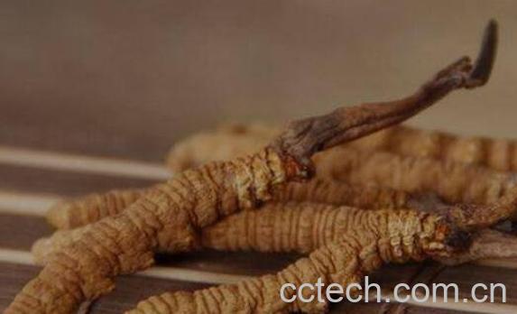 虫草女人吃有什么好处-1