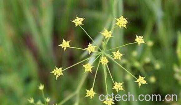 柴胡怎么养 柴胡的养殖方法和注意事项-0