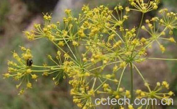 柴胡怎么养 柴胡的养殖方法和注意事项-1