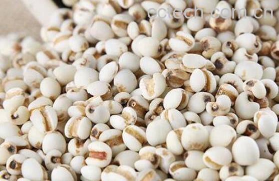 米仁的功效与作用-1