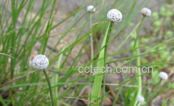 谷精草的功效与作用及药用价值-0