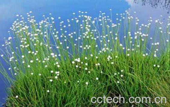 谷精草的功效与作用及药用价值-1