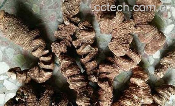 重楼怎么吃最好 重楼的食用方法-0