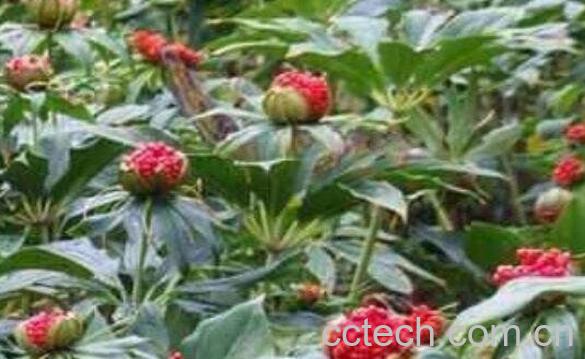 重楼怎么吃最好 重楼的食用方法-1