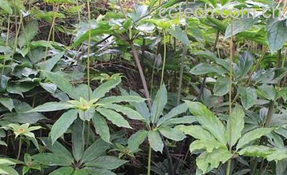 重楼的功效与作用 重楼的副作用-1