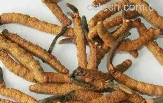 冬虫夏草如何食用-0