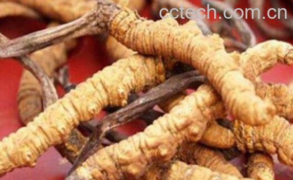 什么是黄金虫草 黄金虫草的功效与作用-0