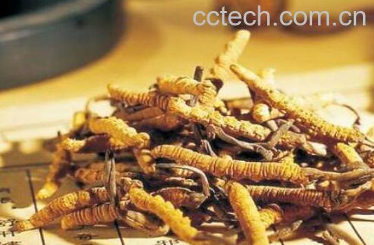 什么是黄金虫草 黄金虫草的功效与作用-1