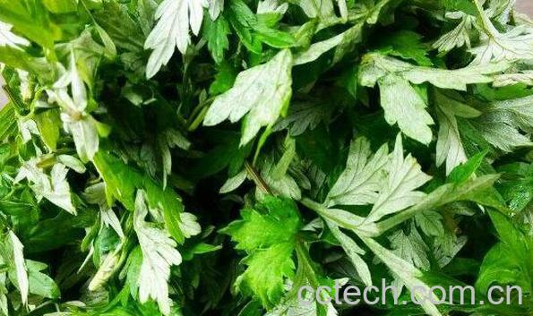 艾叶的用途有哪些 艾叶的副作用与禁忌-0