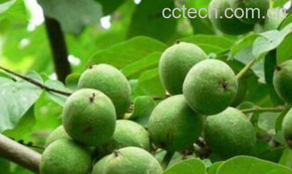 青皮的功效与作用 青皮的食用方法和禁忌-0