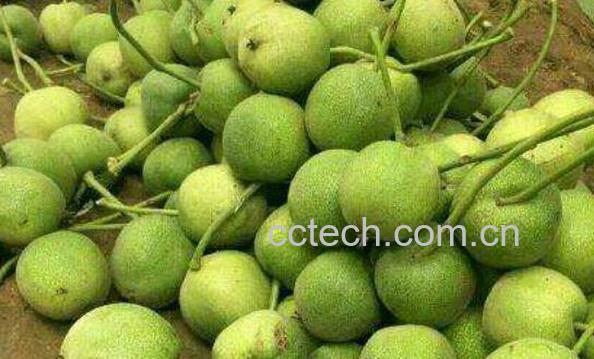 青皮的功效与作用 青皮的食用方法和禁忌-1