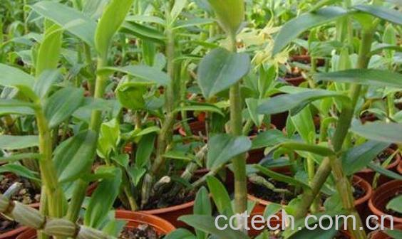 石斛的功效与作用 石斛的常见吃法-1