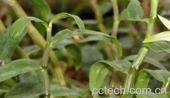 石斛的功效与作用 石斛的常见吃法-0