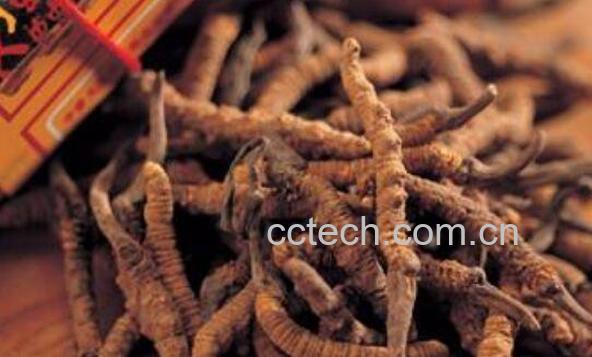 冬虫夏草的功效与作用有哪些-0