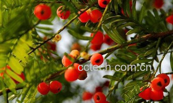  红豆杉的功效作用及药用价值-1