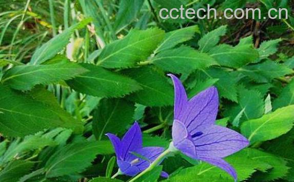 桔梗的功效与作用及药用价值-1