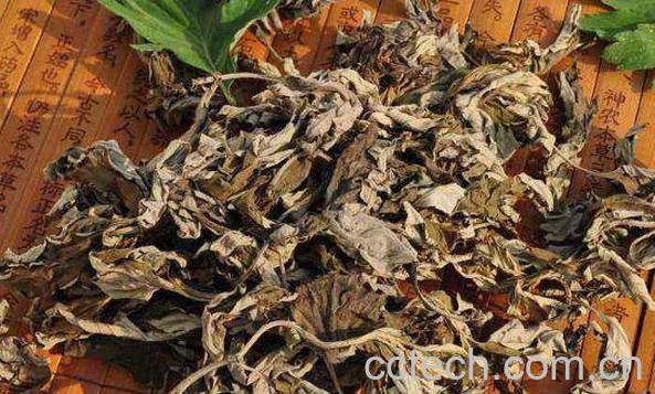 艾叶对男性的功效与作用-1