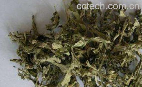 艾叶水洗脸有什么好处-0