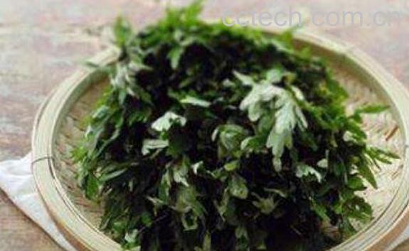 艾叶水洗脸有什么好处-1