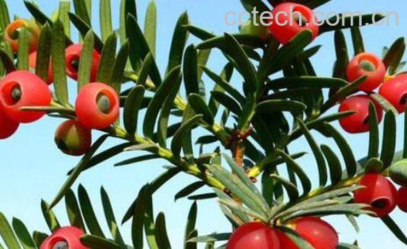 红豆杉泡水喝有什么用 红豆杉泡水喝的功效-0