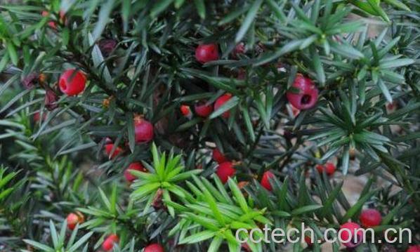 红豆杉的正确食用方法-1