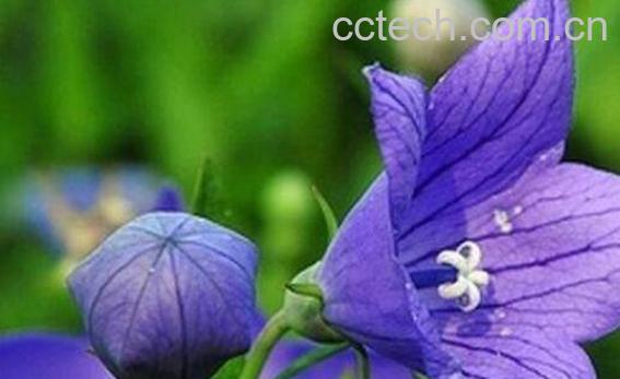 中药桔梗怎么吃 桔梗药材怎么服用-0