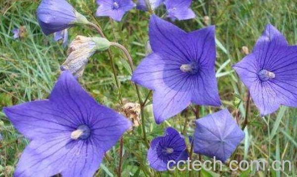 中药桔梗怎么吃 桔梗药材怎么服用-1