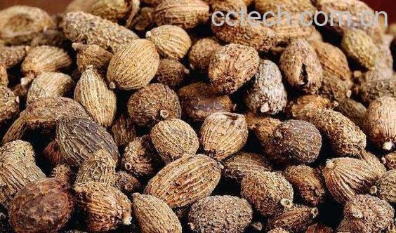 砂仁的功效与作用及常见用法-1