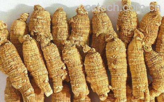 花旗参的功效与作用 花旗参是热性还是凉性-1