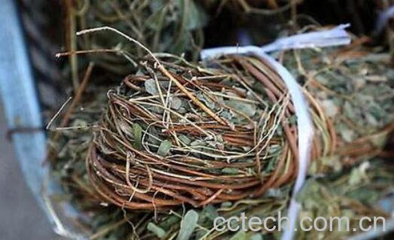 鸡骨草的功效与作用及禁忌-1