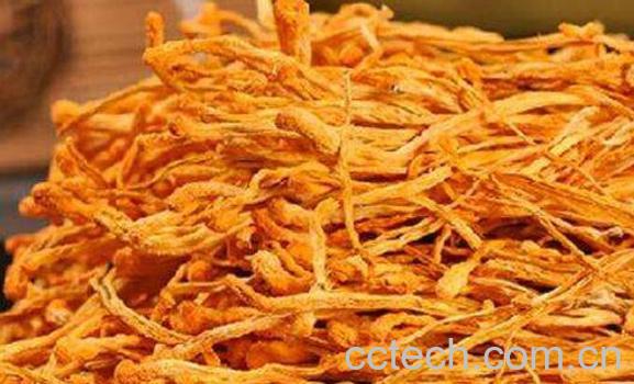 什么是虫草花 虫草花的功效与作用-1