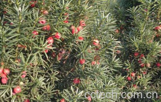 红豆杉的正确食用方法-0