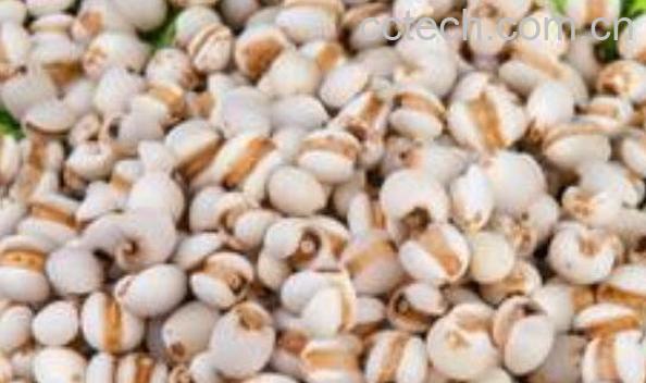  薏米和薏仁有什么区别 吃薏米和薏仁的好处-0