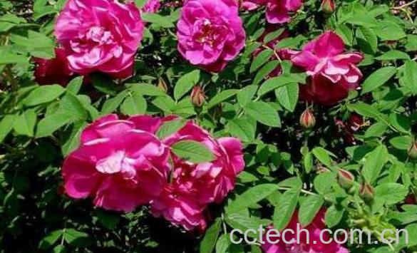 野玫瑰叶的功效与作用-0