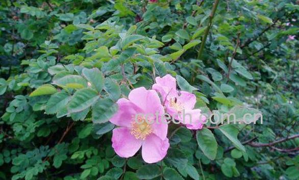 野玫瑰叶的功效与作用-1