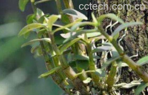 石斛的功效和作用 石斛的吃法-1