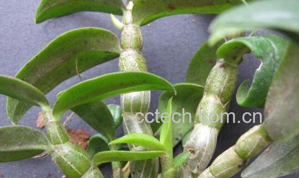 石斛的功效和作用 石斛的吃法-0