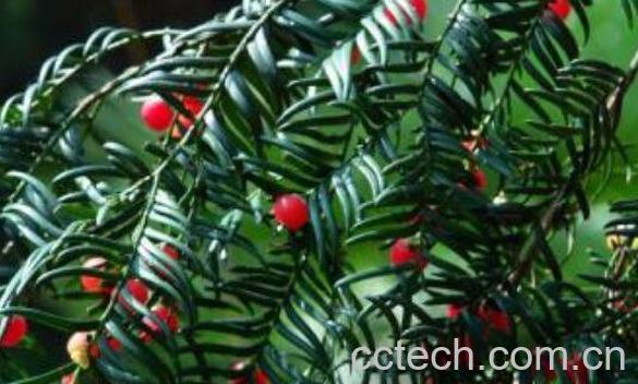 红豆杉根正确食用方法 红豆杉木的正确食用方法-0