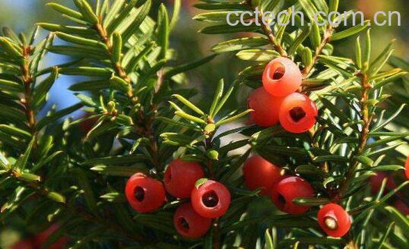 红豆杉根正确食用方法 红豆杉木的正确食用方法-1