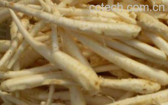 新鲜桔梗怎么吃 鲜桔梗怎么处理才能吃-0