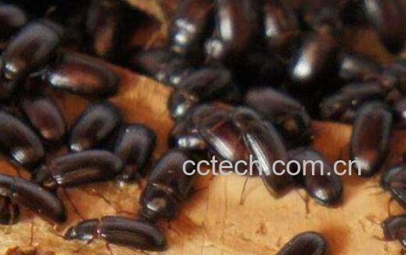 九龙虫的功效与吃法-0