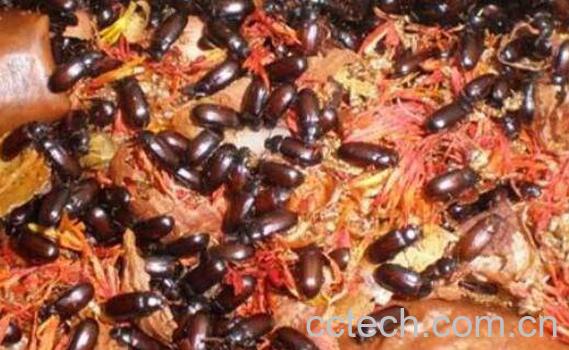 九龙虫的功效与吃法-1