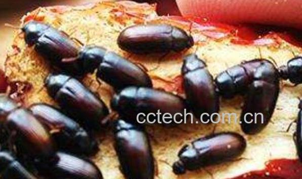 女人吃九龙虫的好处 九龙虫对女人的功效-0