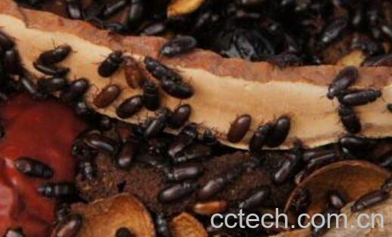 女人吃九龙虫的好处 九龙虫对女人的功效-1