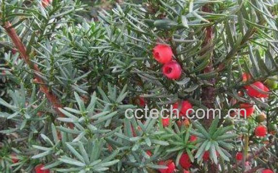 红豆杉泡水服用方法 红豆杉叶子怎么泡水喝-0