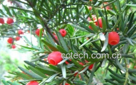 红豆杉泡水服用方法 红豆杉叶子怎么泡水喝-1