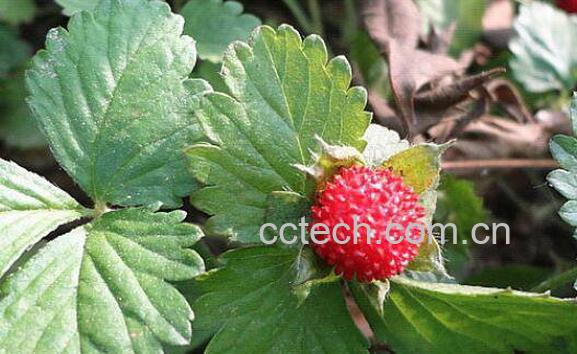 蛇莓的功效与作用 蛇莓能吃吗-0