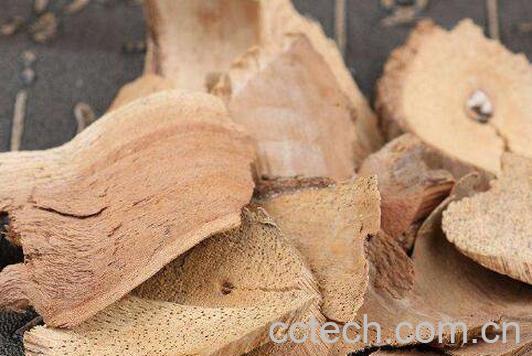 藤梨根的副作用及禁忌 藤梨根的食用方法-0