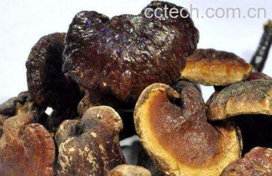 野生灵芝的功效与作用 野生灵芝多少钱一斤-1